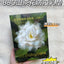 Babycare Camellia Soft Touch Nursing Pads 100pcs/120pcs Babycare山茶花轻柔防溢乳垫