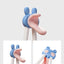 Scoornest Training Chopsticks, Teaches Proper Hand Positioning 科巢虎口训练筷